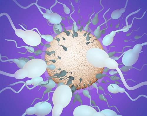 泰國試管嬰兒的周期要多久